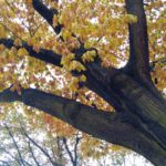 Plac Londzina, Katowice 2018 r. / Fot. Ewa Inn